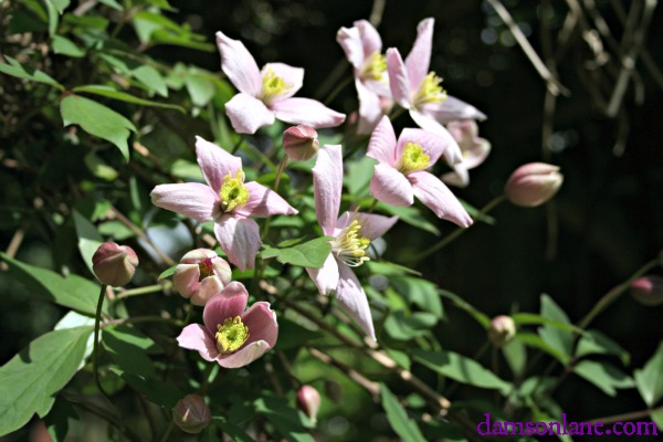 Clematis flowering