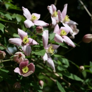 How Does Your Garden Grow? Clematis