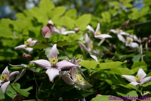 Beautiful Clematis Flowers
