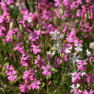 Wildflowers